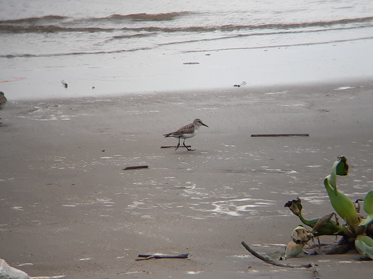 White-rumped Sandpiper - ML643324107