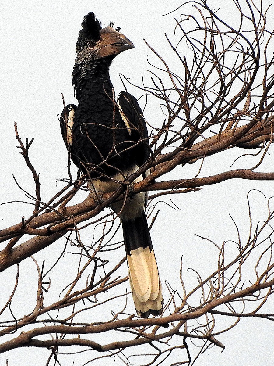 Grauwangen-Hornvogel - ML643324132