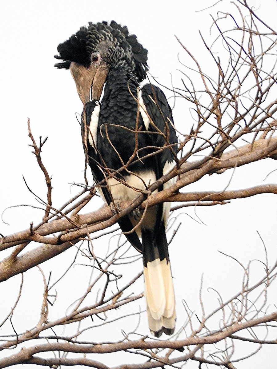 Grauwangen-Hornvogel - ML643324133