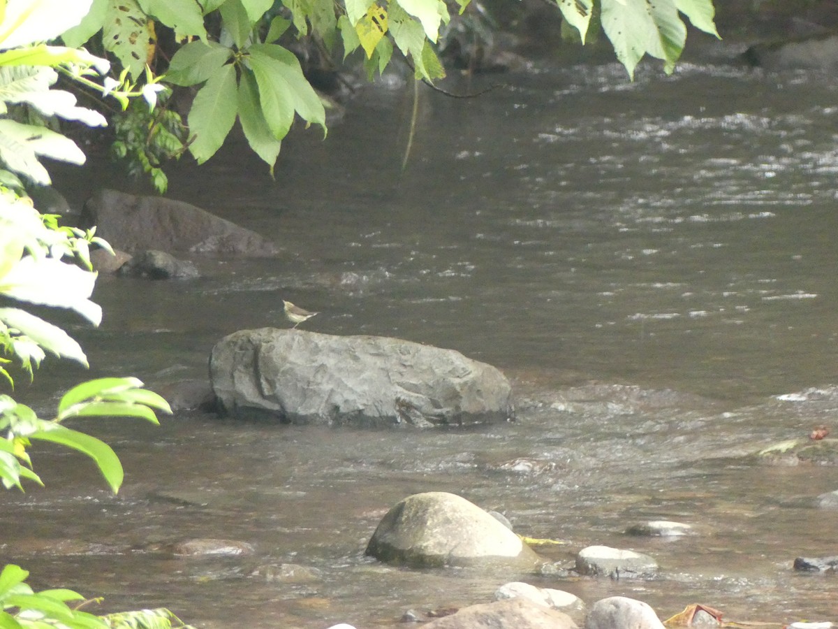 Louisiana Waterthrush - ML643324155