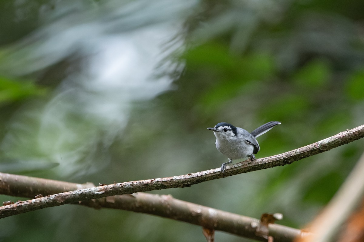 White-browed Gnatcatcher - ML643324160