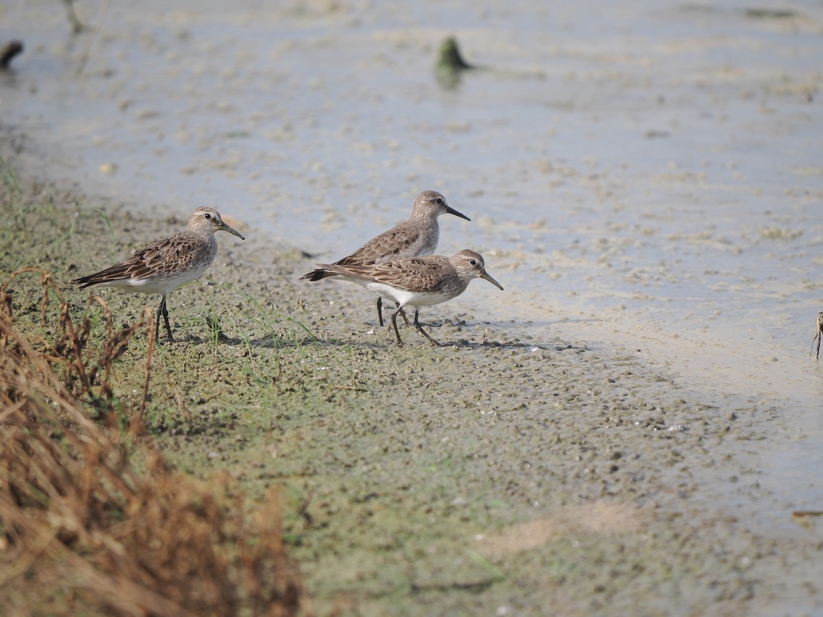 White-rumped Sandpiper - ML643324164