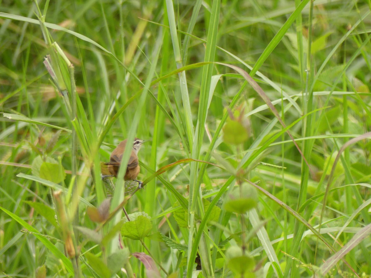 Isthmian Wren - ML643324168