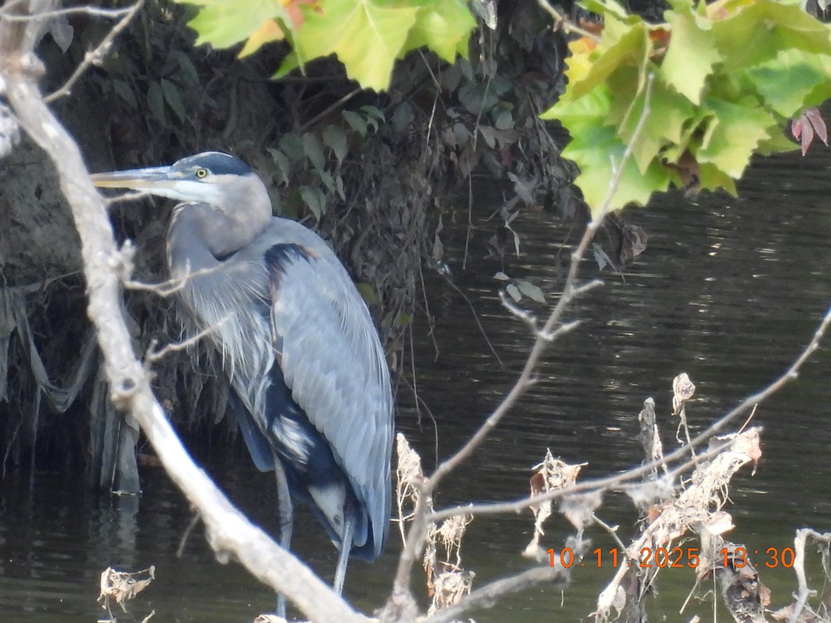 Great Blue Heron - ML643324180