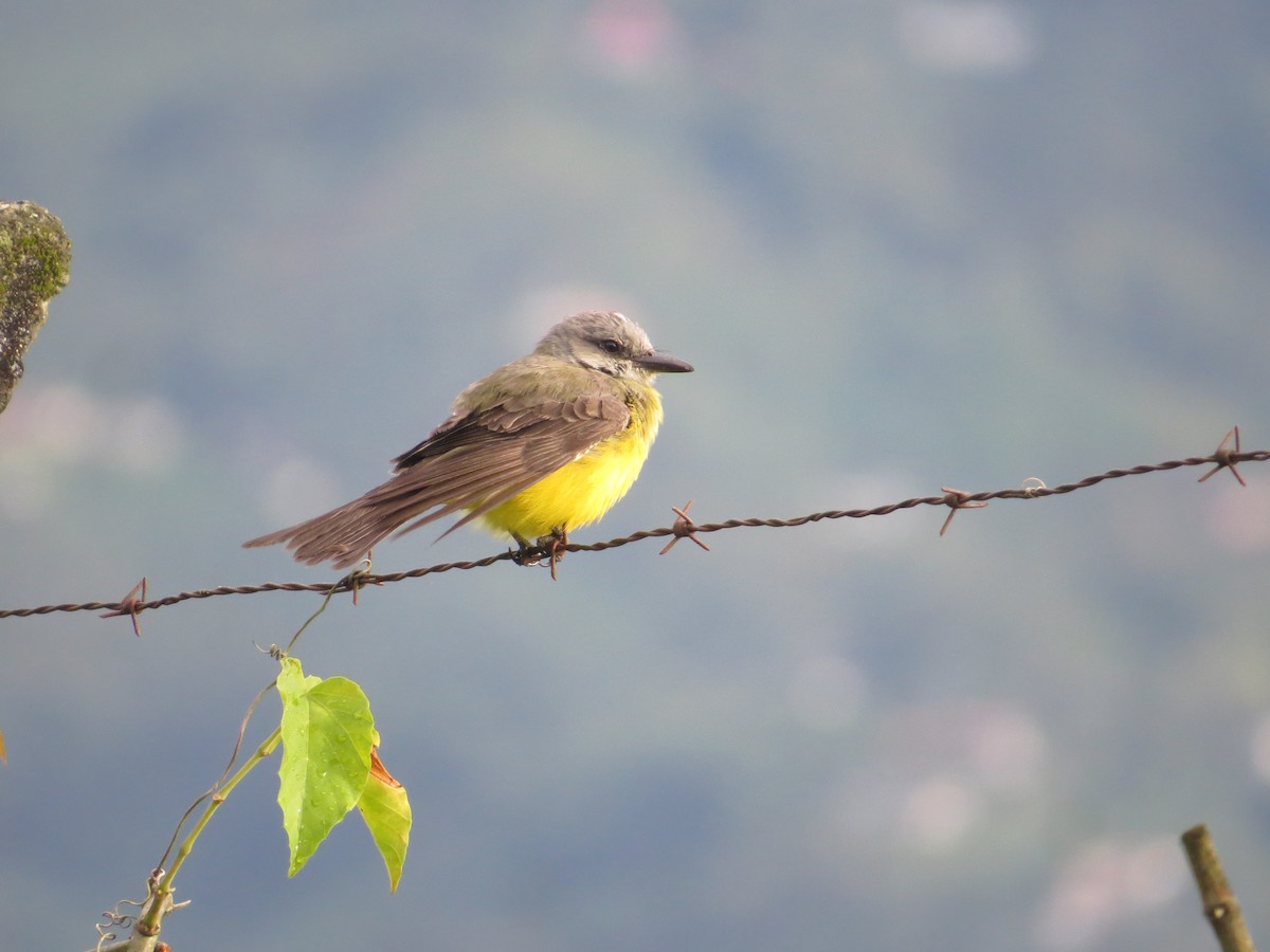 Tropical Kingbird - ML643324185