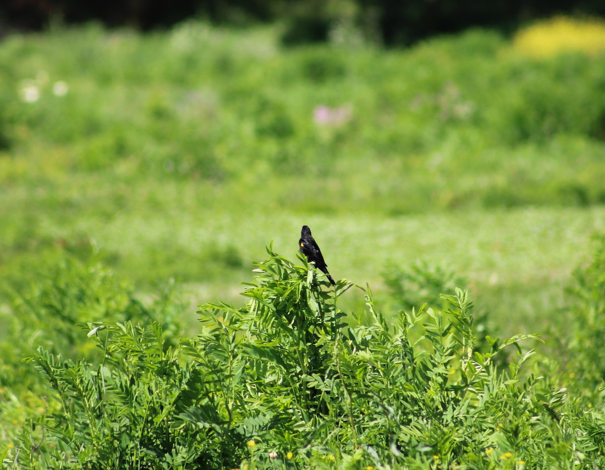 Yellow-winged Blackbird - ML643324193