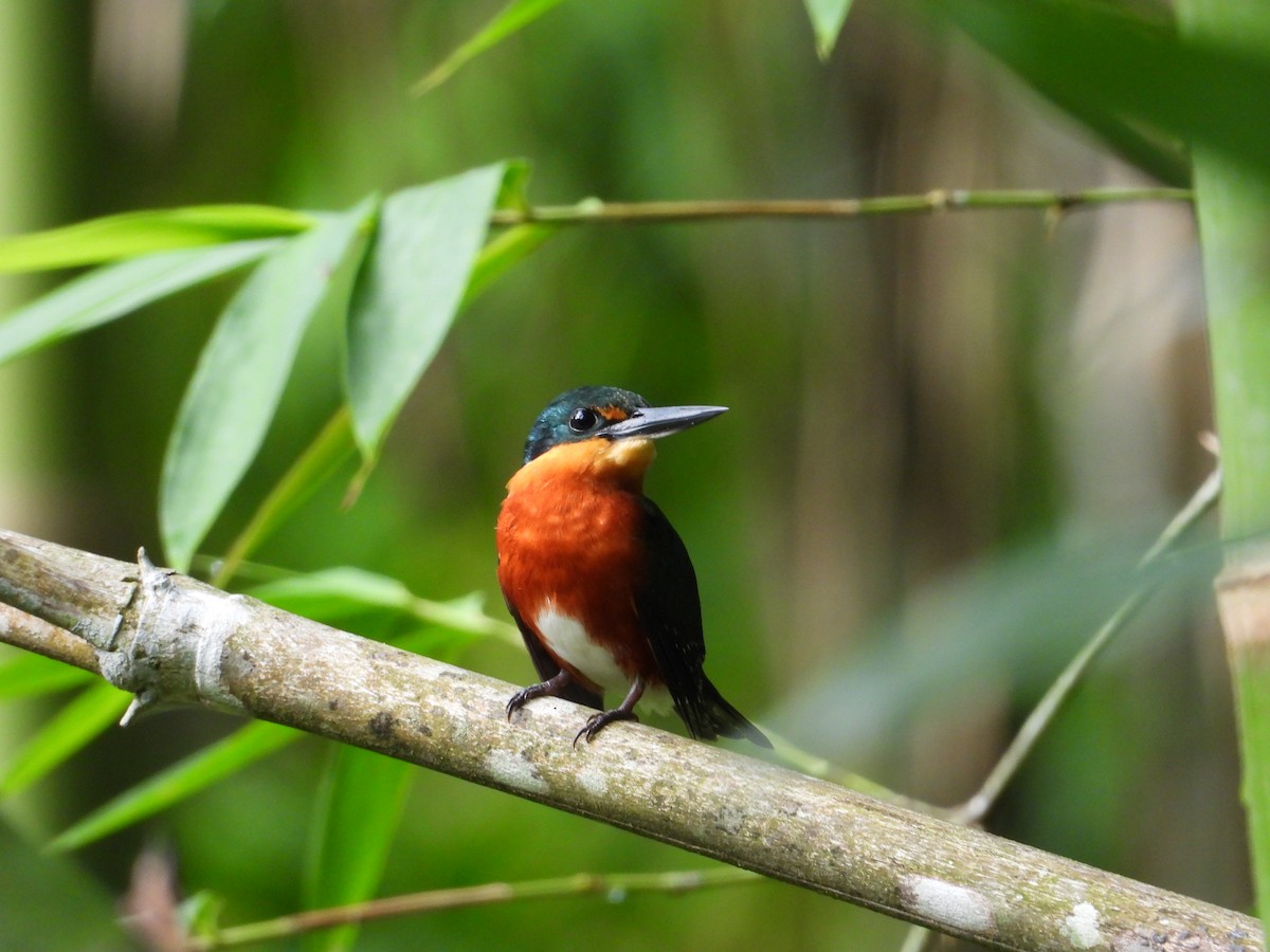 American Pygmy Kingfisher - ML643324195