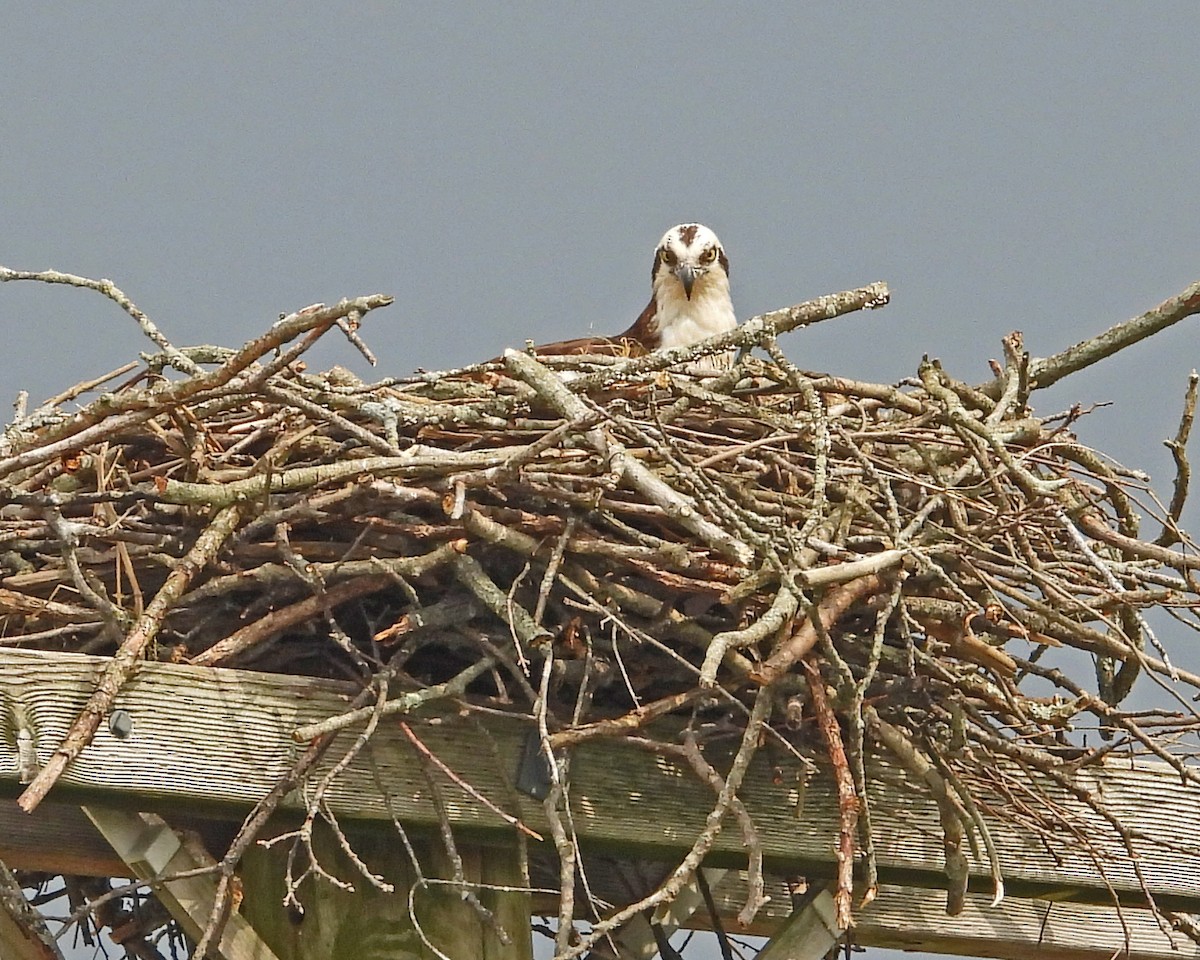 Balbuzard pêcheur - ML643324197