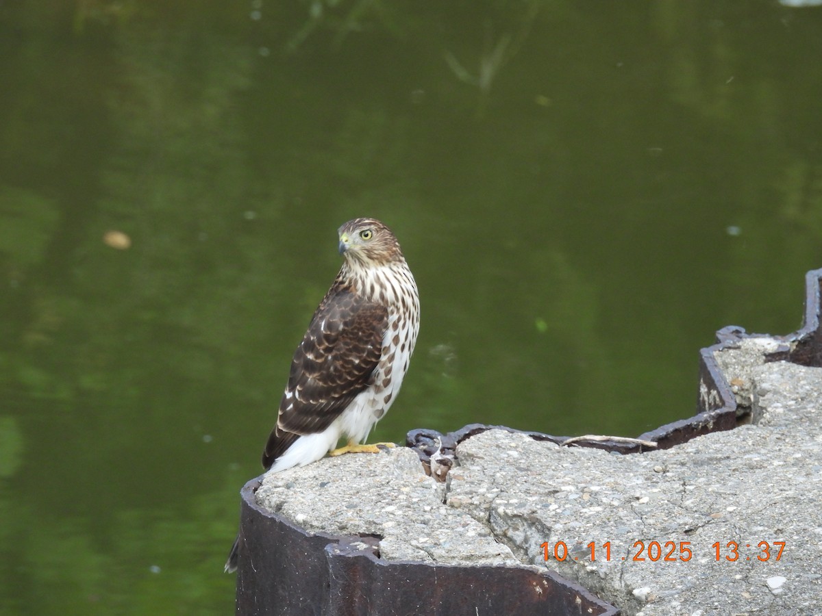Cooper's Hawk - ML643324200