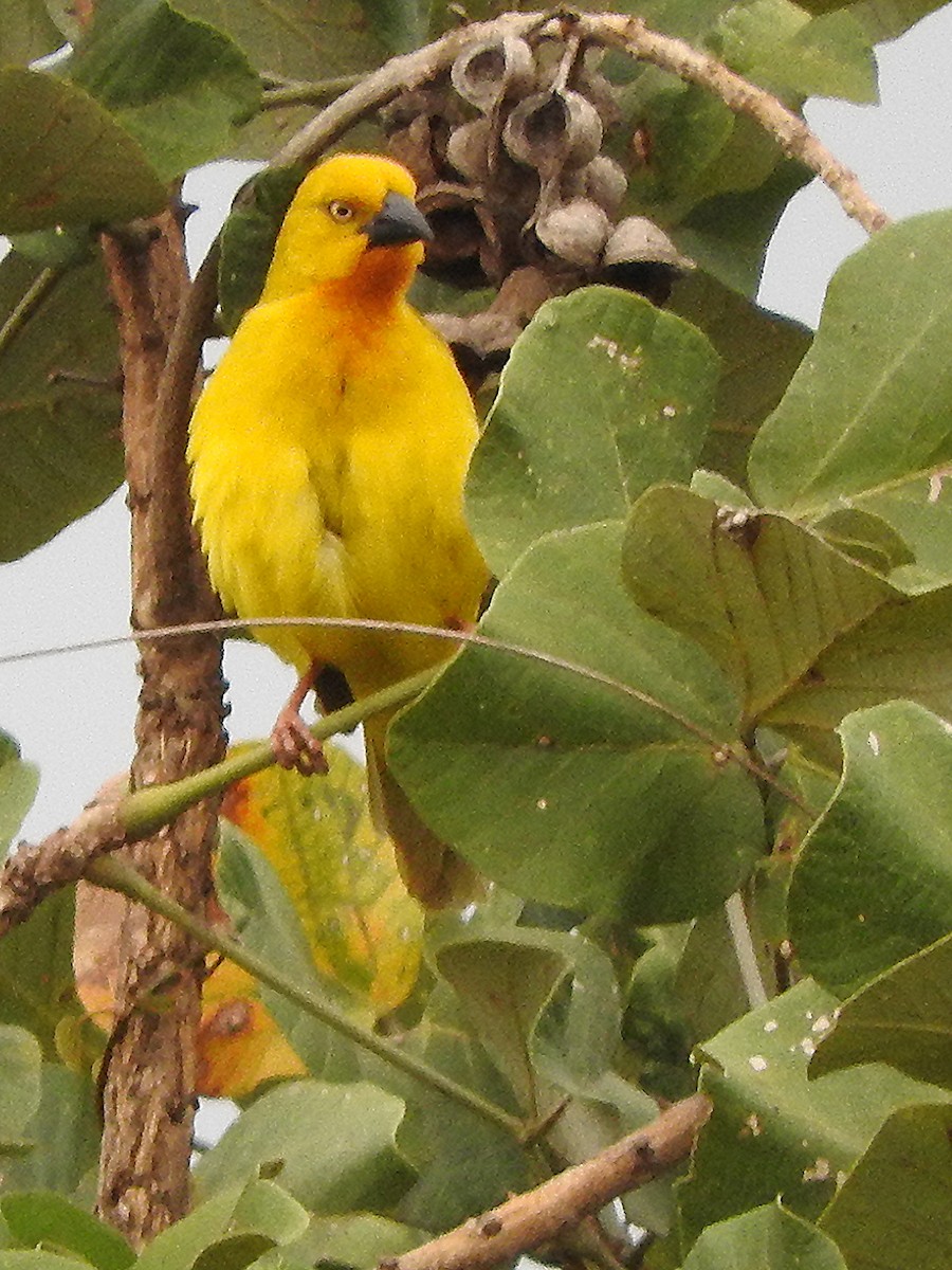 Holub's Golden-Weaver - ML643324202