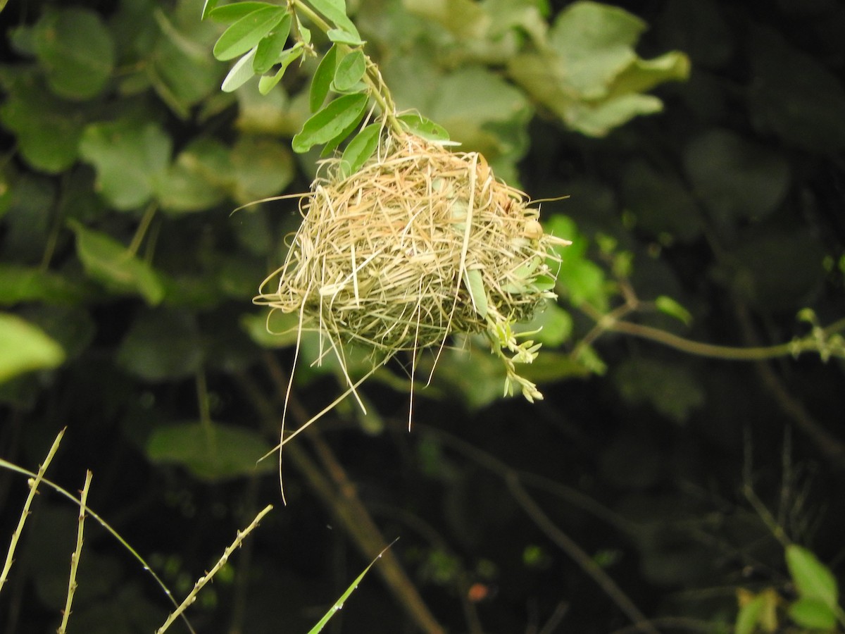 Holub's Golden-Weaver - ML643324203