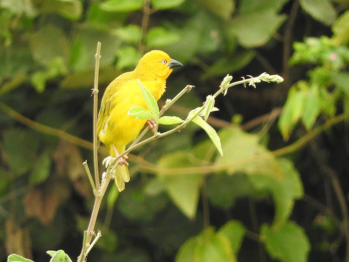 Holub's Golden-Weaver - ML643324204