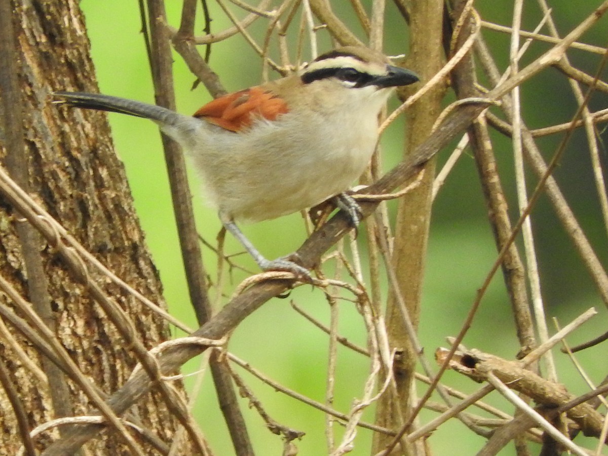 Brown-crowned Tchagra - ML643324220