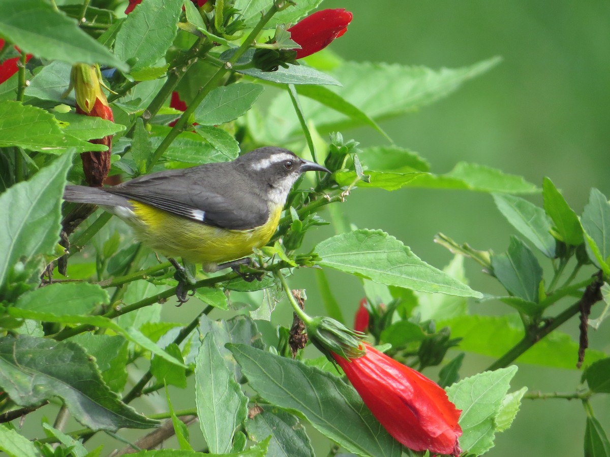 Bananaquit - ML643324222