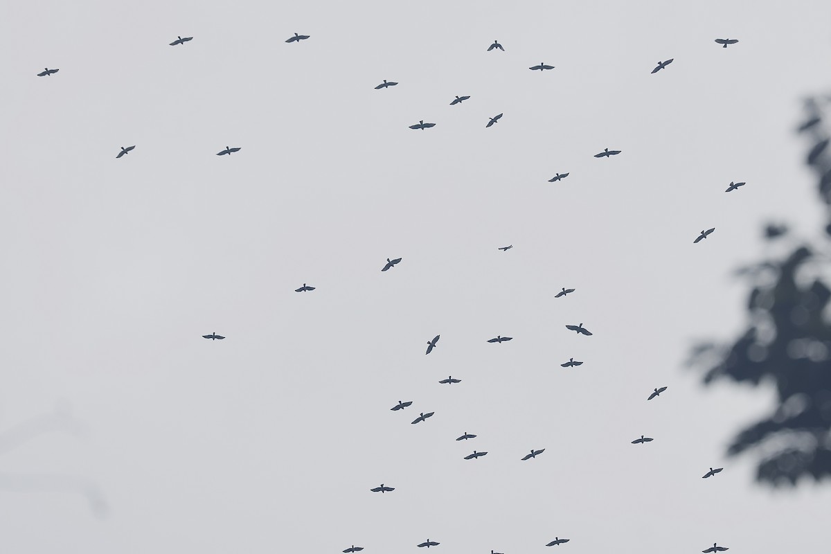 Mississippi Kite - ML643324245