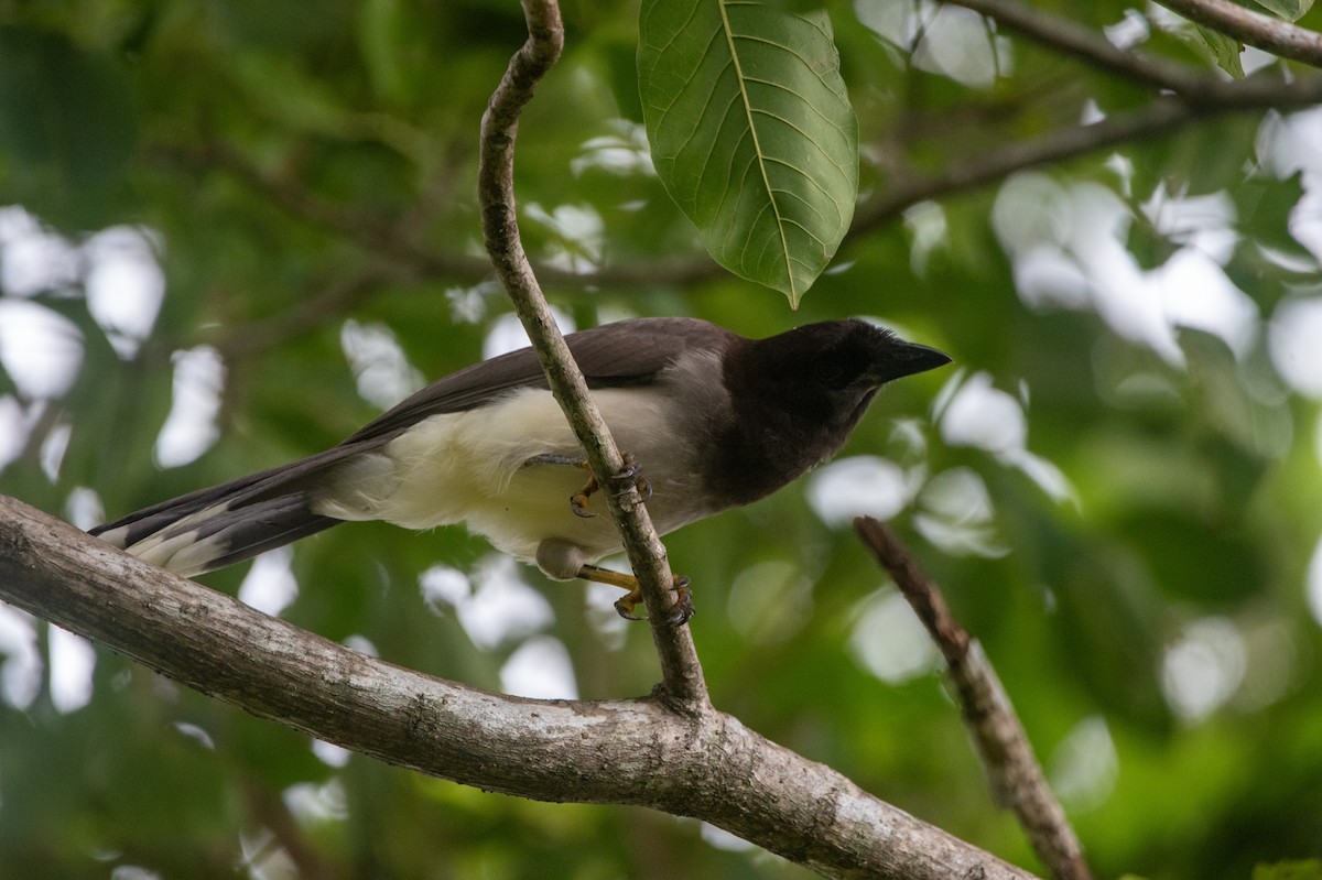 Brown Jay - ML643324249