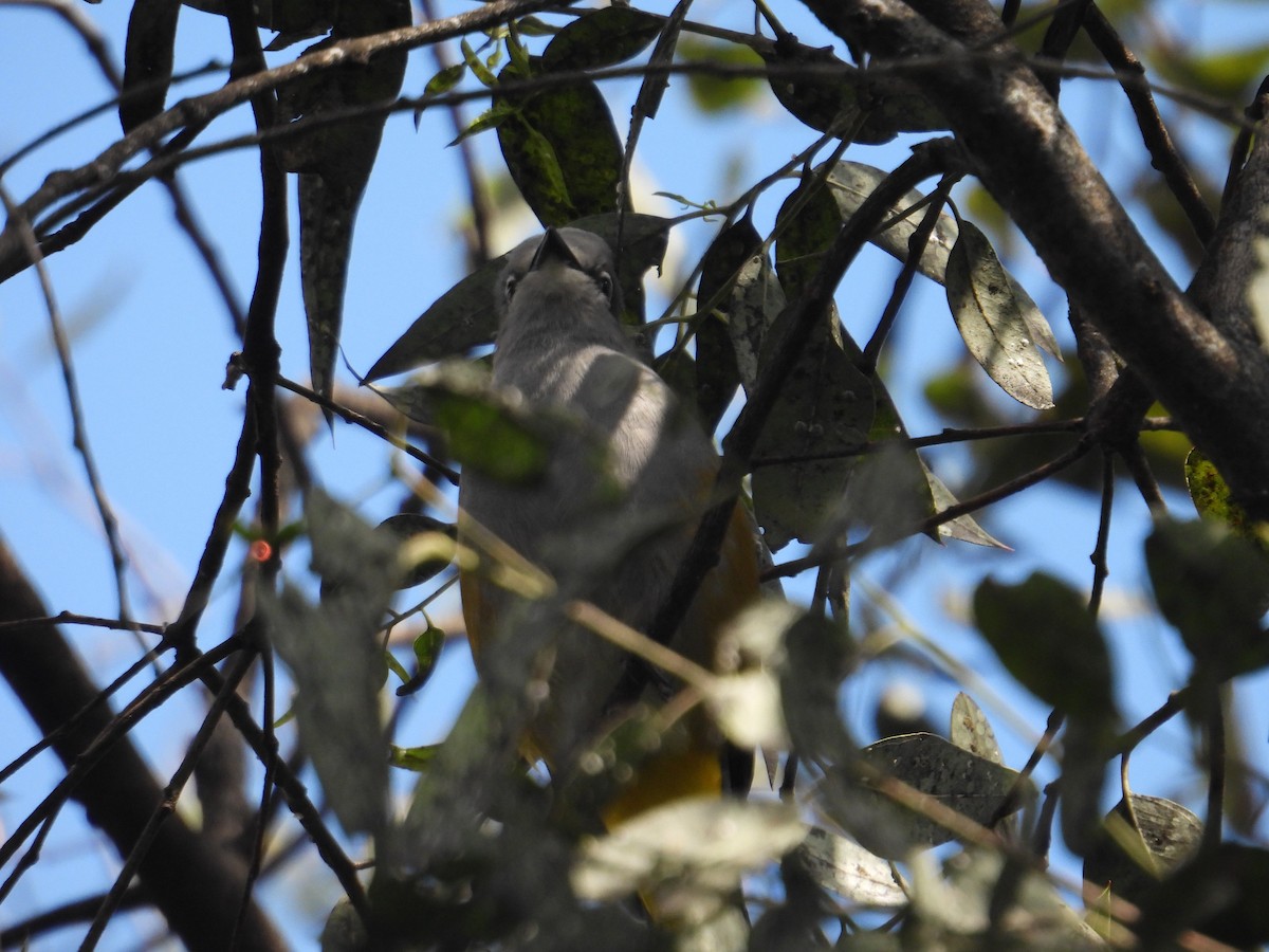 Gray Silky-flycatcher - ML643324251