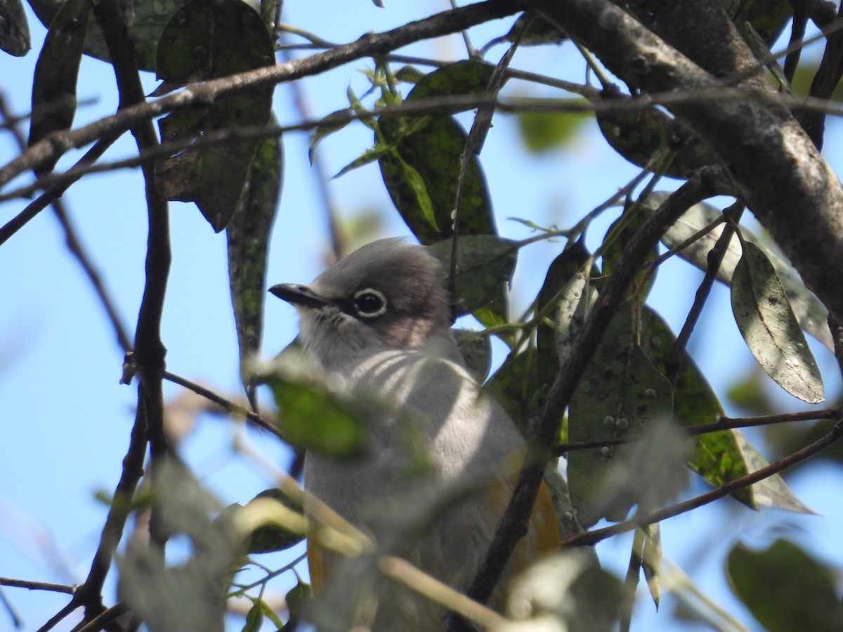 Gray Silky-flycatcher - ML643324252