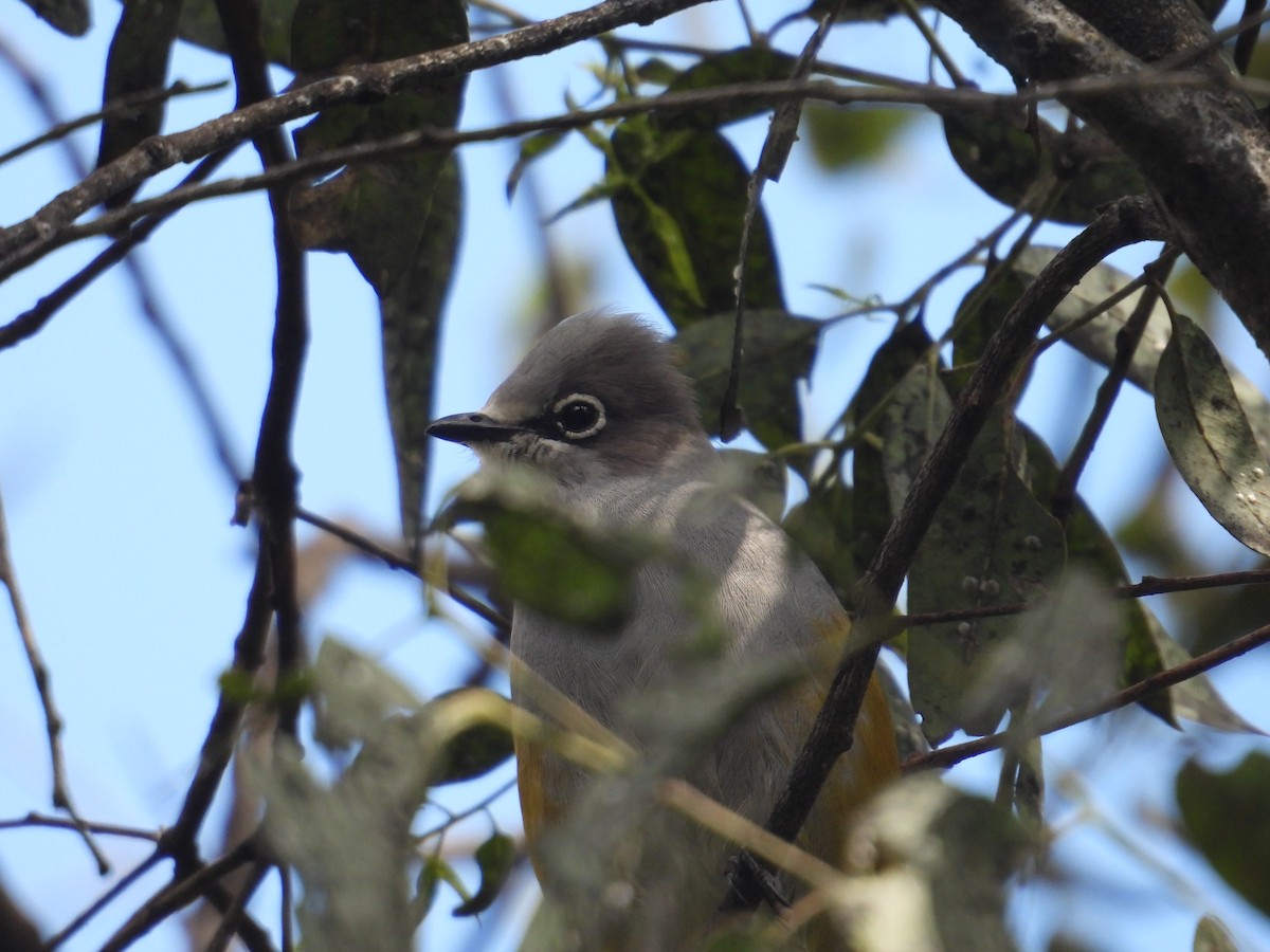 Gray Silky-flycatcher - ML643324253