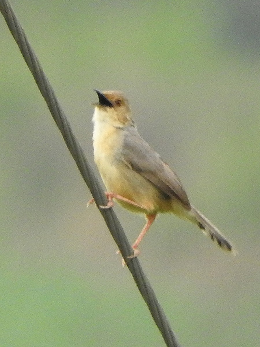 アカガオセッカ - ML643324260