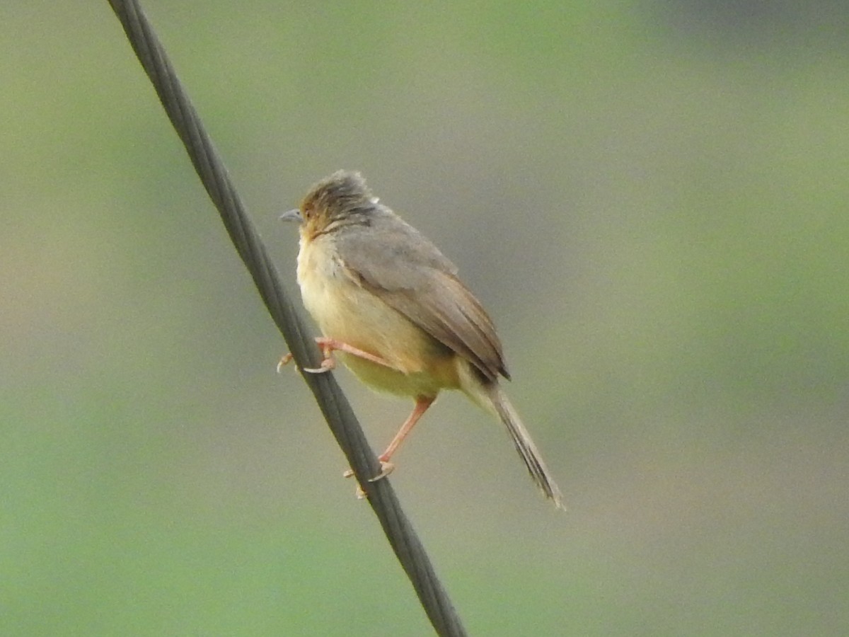 アカガオセッカ - ML643324261