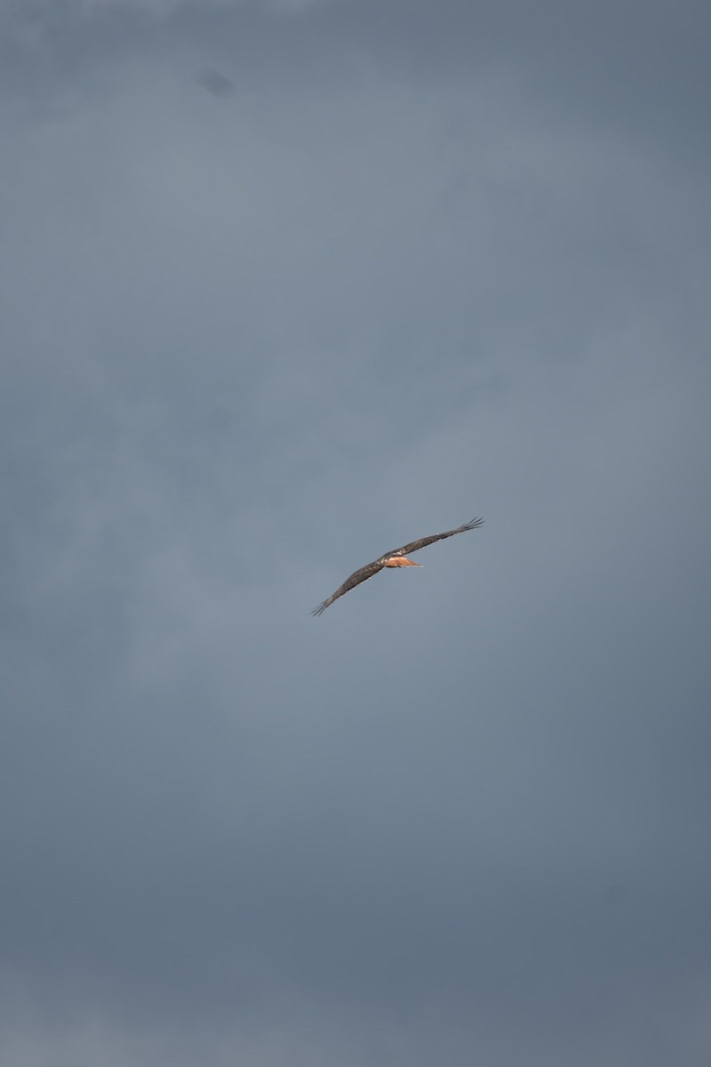 Red-tailed Hawk - ML643324283