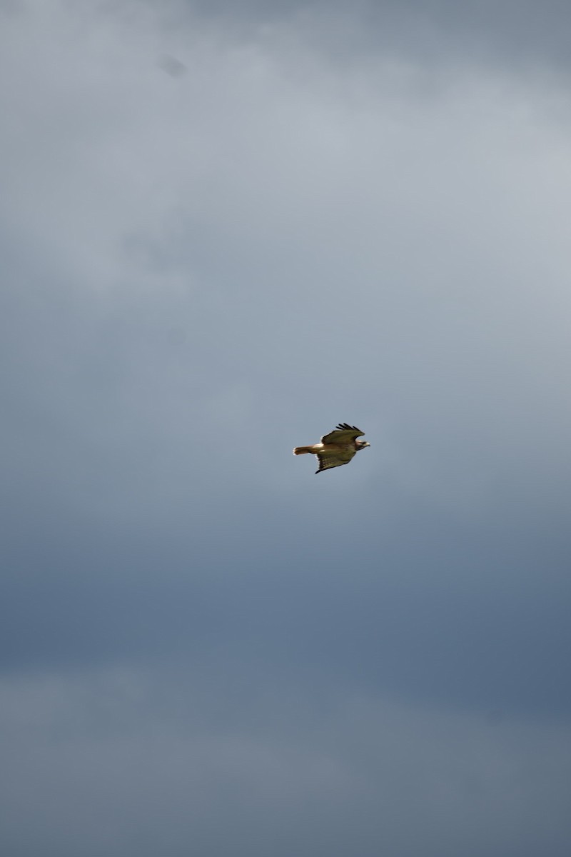Red-tailed Hawk - ML643324284