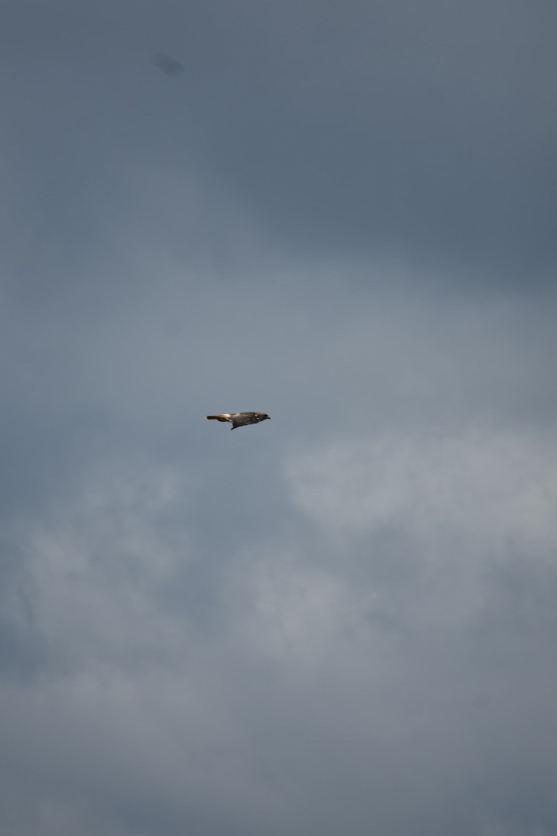Red-tailed Hawk - ML643324285