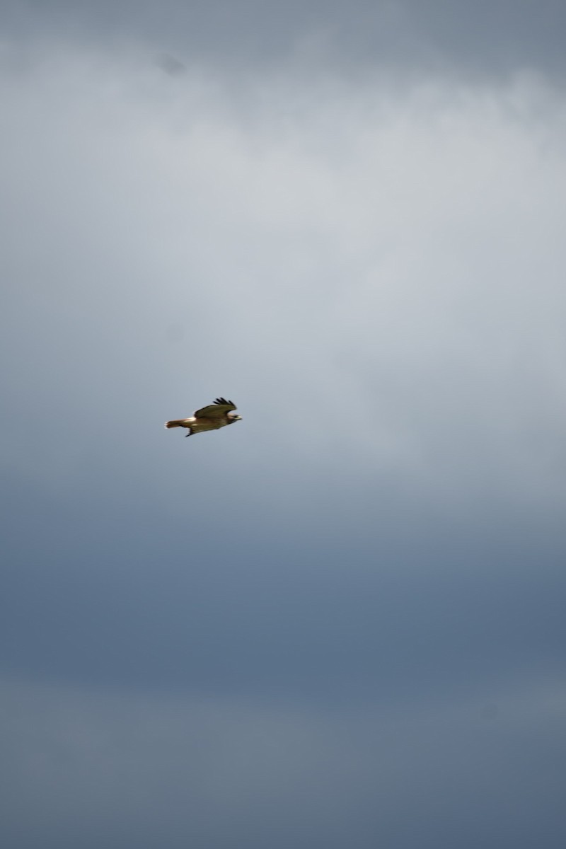 Red-tailed Hawk - ML643324286