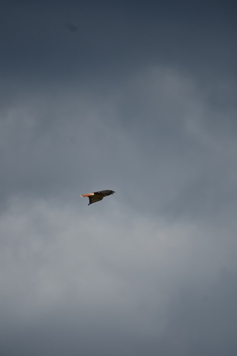 Red-tailed Hawk - ML643324287