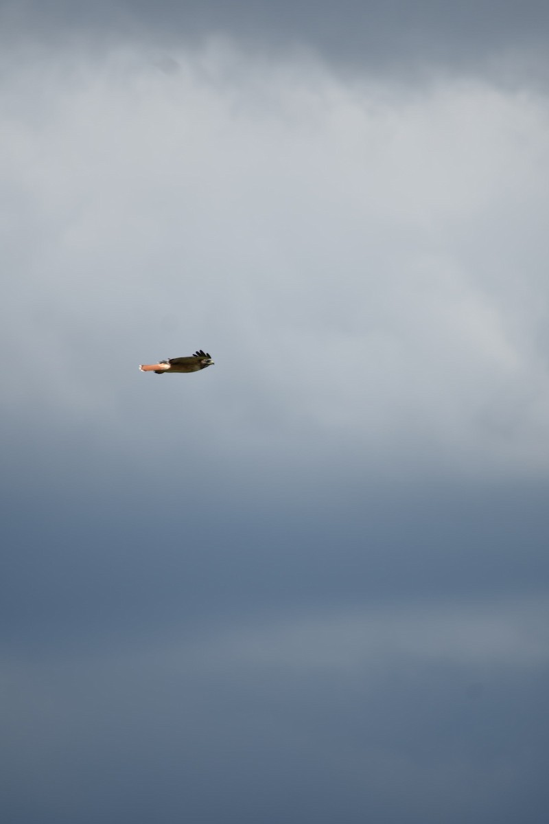 Red-tailed Hawk - ML643324289