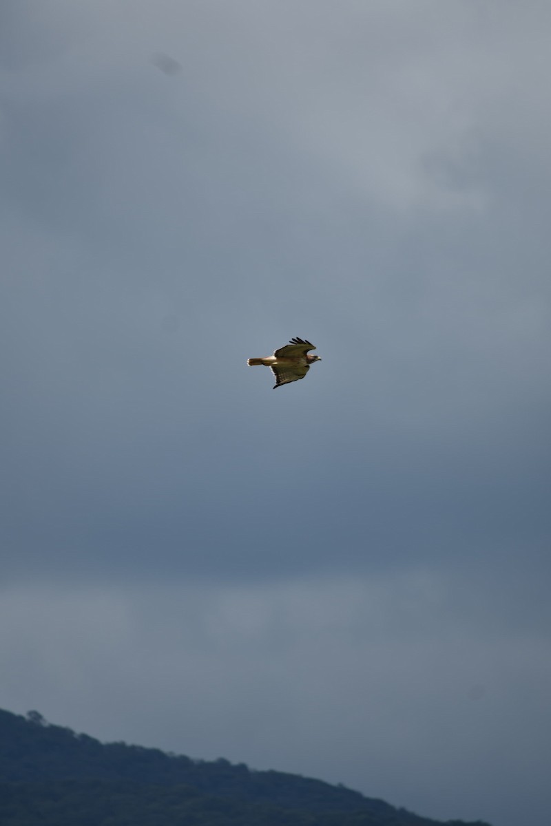 Red-tailed Hawk - ML643324290