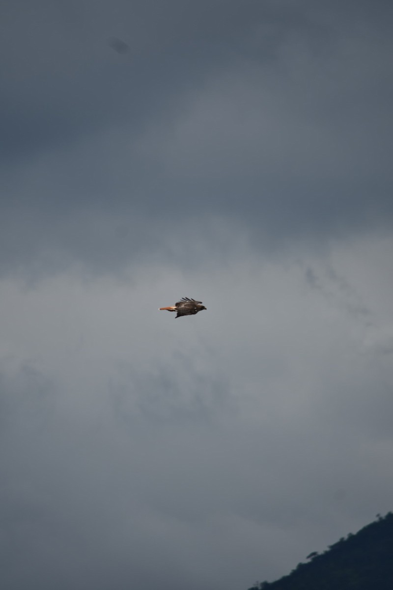 Red-tailed Hawk - ML643324291