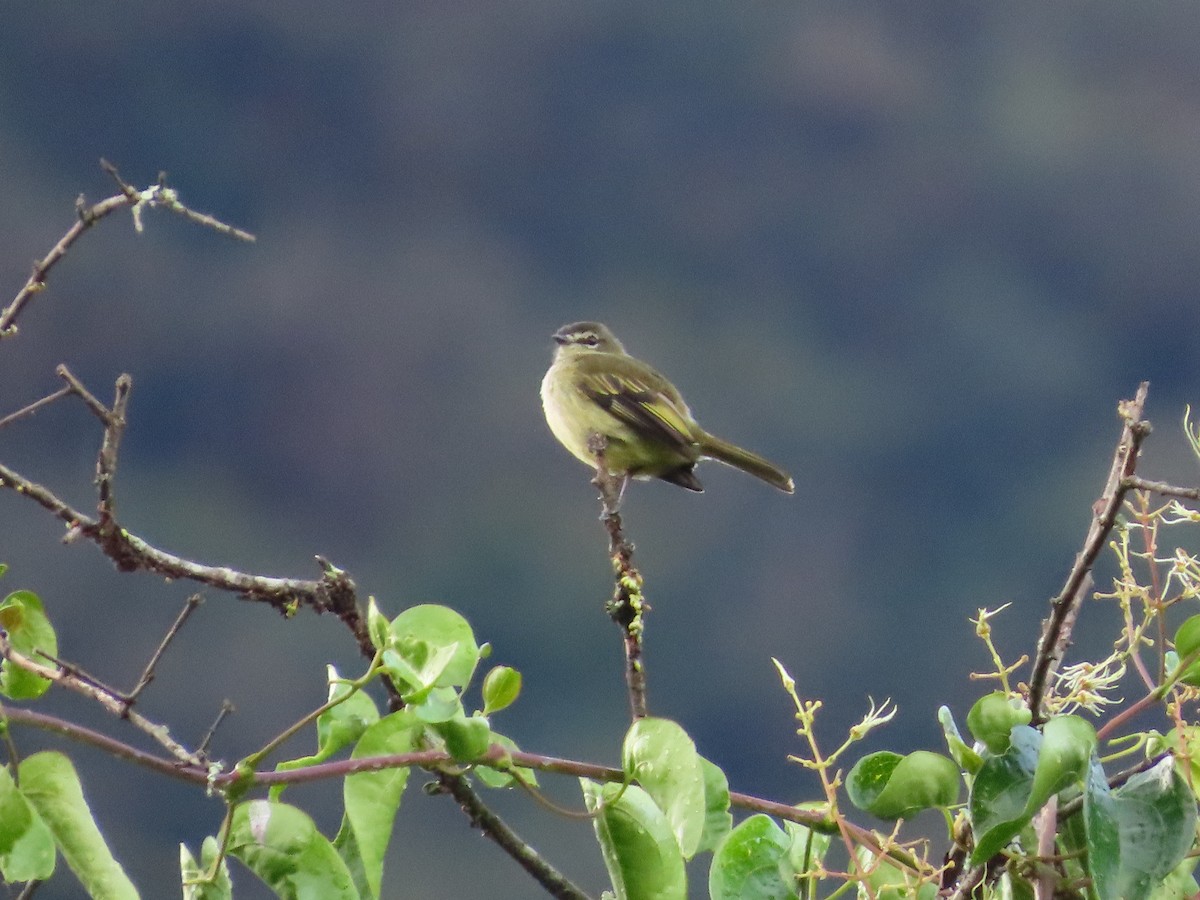 Spectacled Tyrannulet - ML643324297