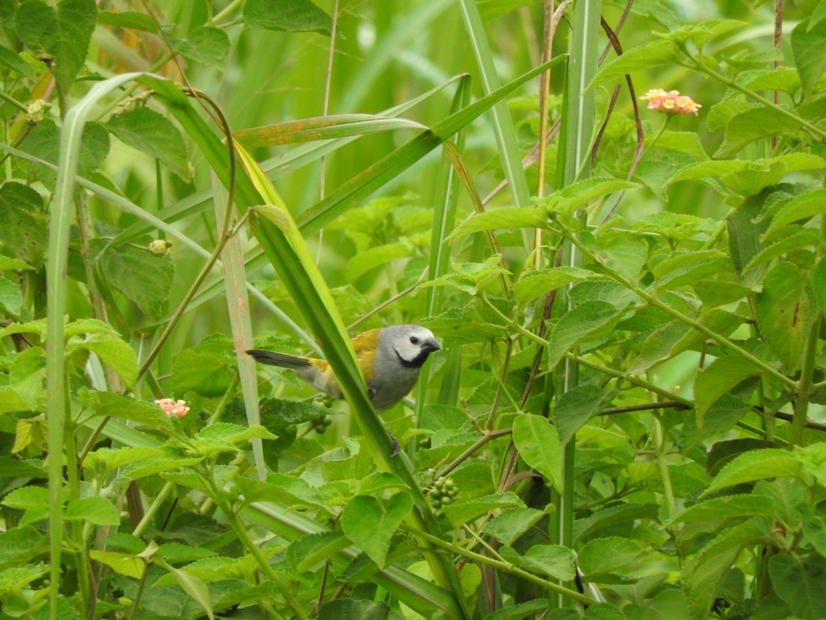Gray-headed Oliveback - ML643324300