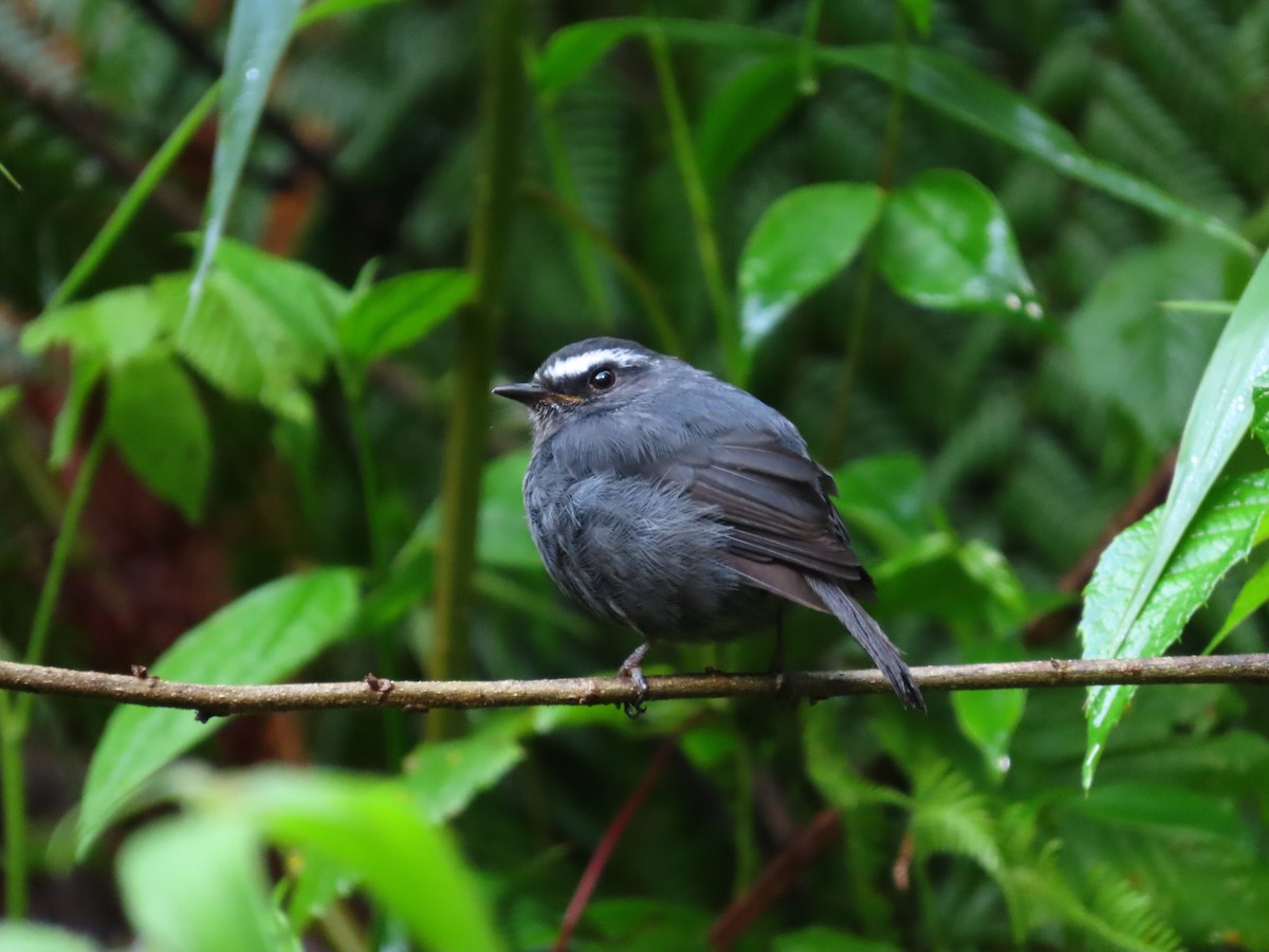 Blackish Chat-Tyrant - ML643324313