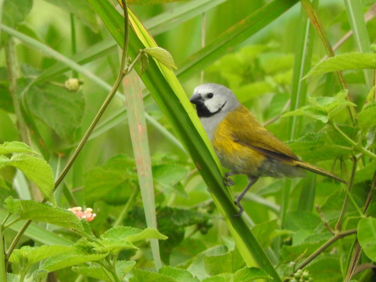Gray-headed Oliveback - ML643324314