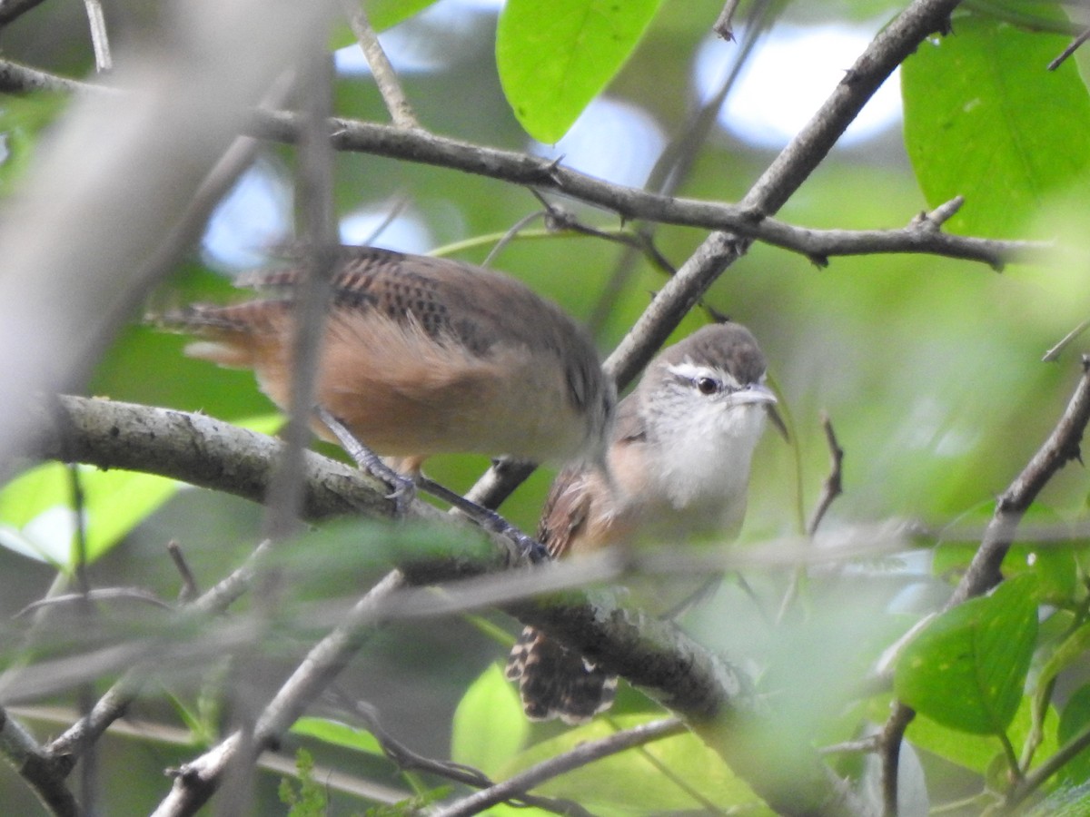 Buff-breasted Wren - ML643324320