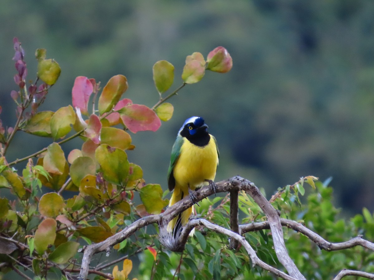 Green Jay - ML643324331
