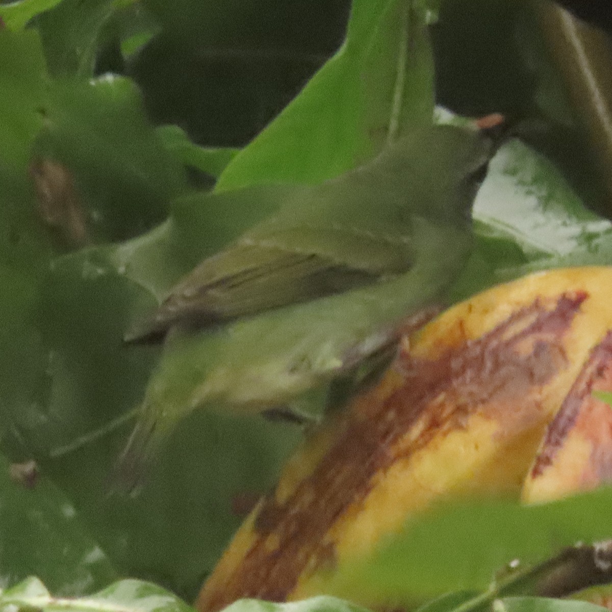 Red-legged Honeycreeper - ML643324346