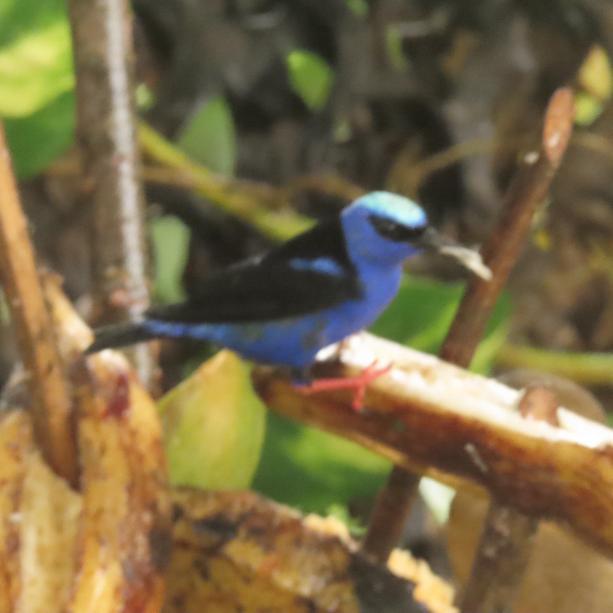 Red-legged Honeycreeper - ML643324348