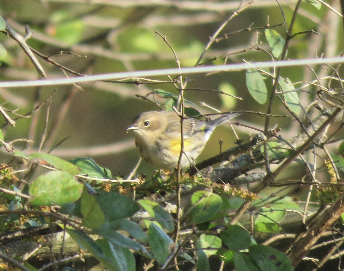 Yellow-rumped Warbler - ML643324355