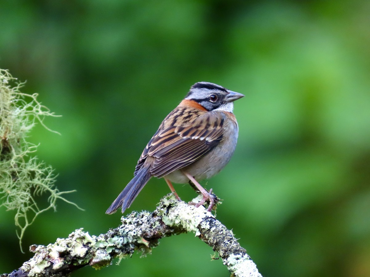 Rufous-collared Sparrow - ML643324356