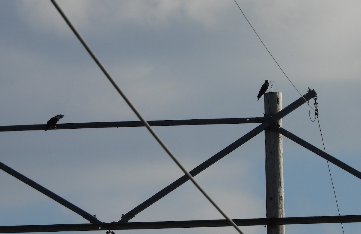 American/Fish Crow - ML643324360