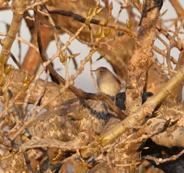 Northern House Wren - ML643324365