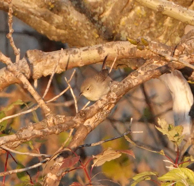 Northern House Wren - ML643324366