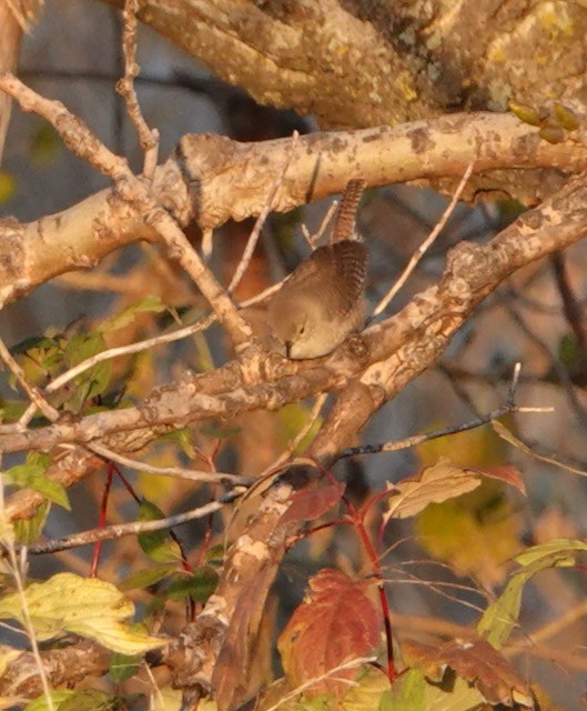 Northern House Wren - ML643324367