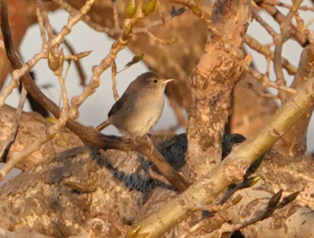 Northern House Wren - ML643324368