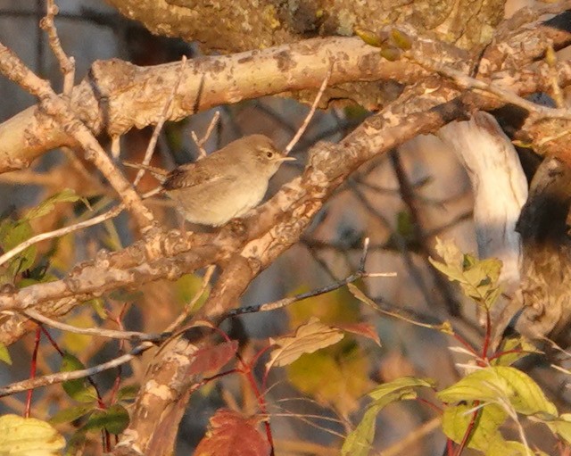 Northern House Wren - ML643324369