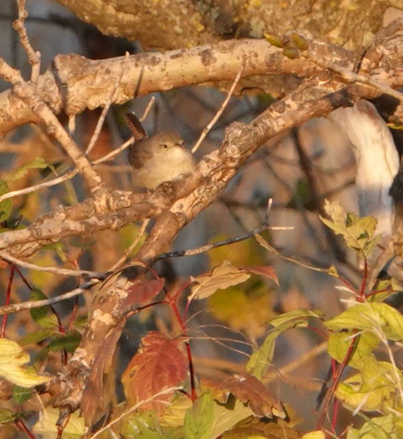 Northern House Wren - ML643324370